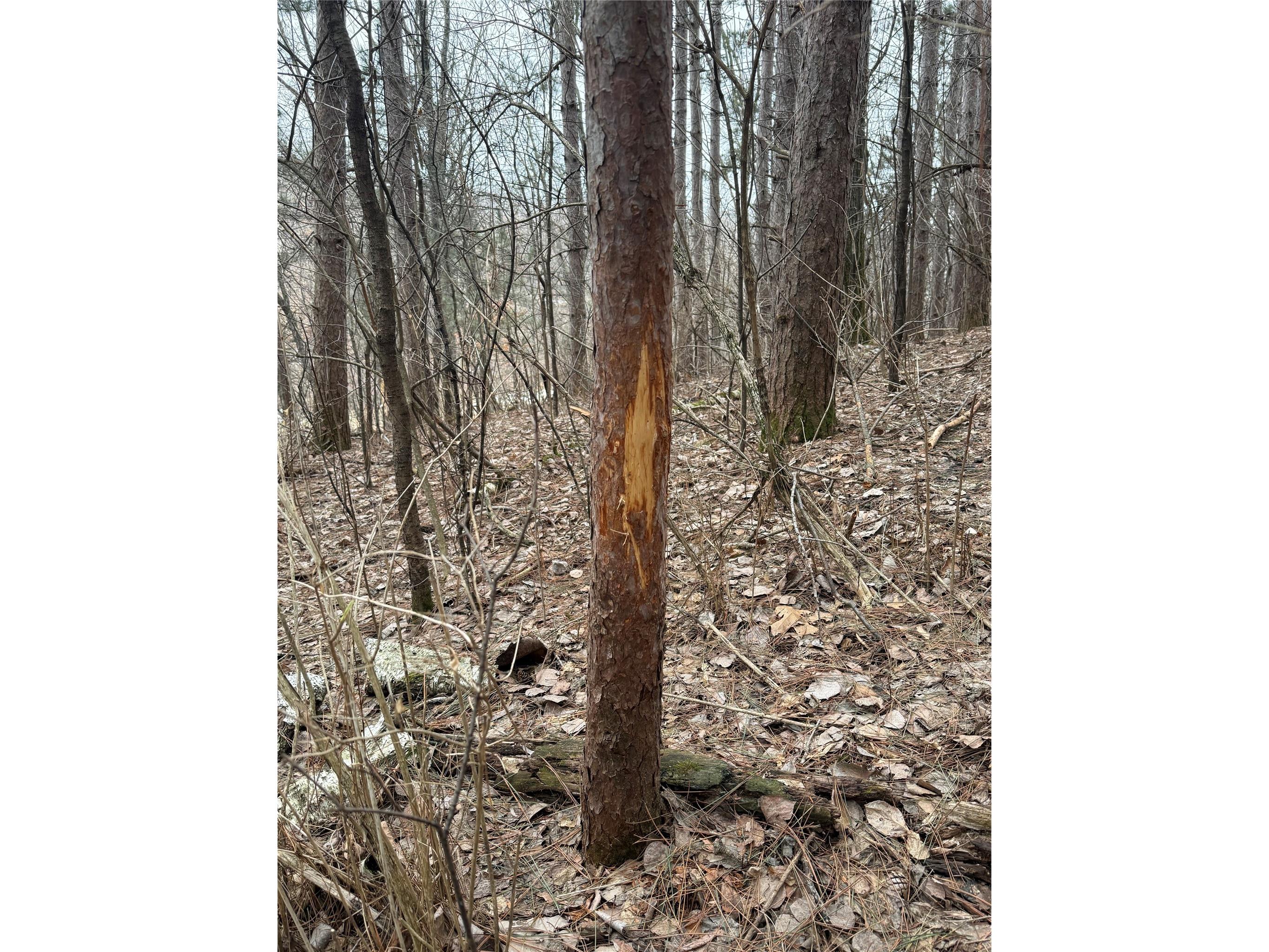 890 S Independence Road Independence WI 54747 1598918 image21