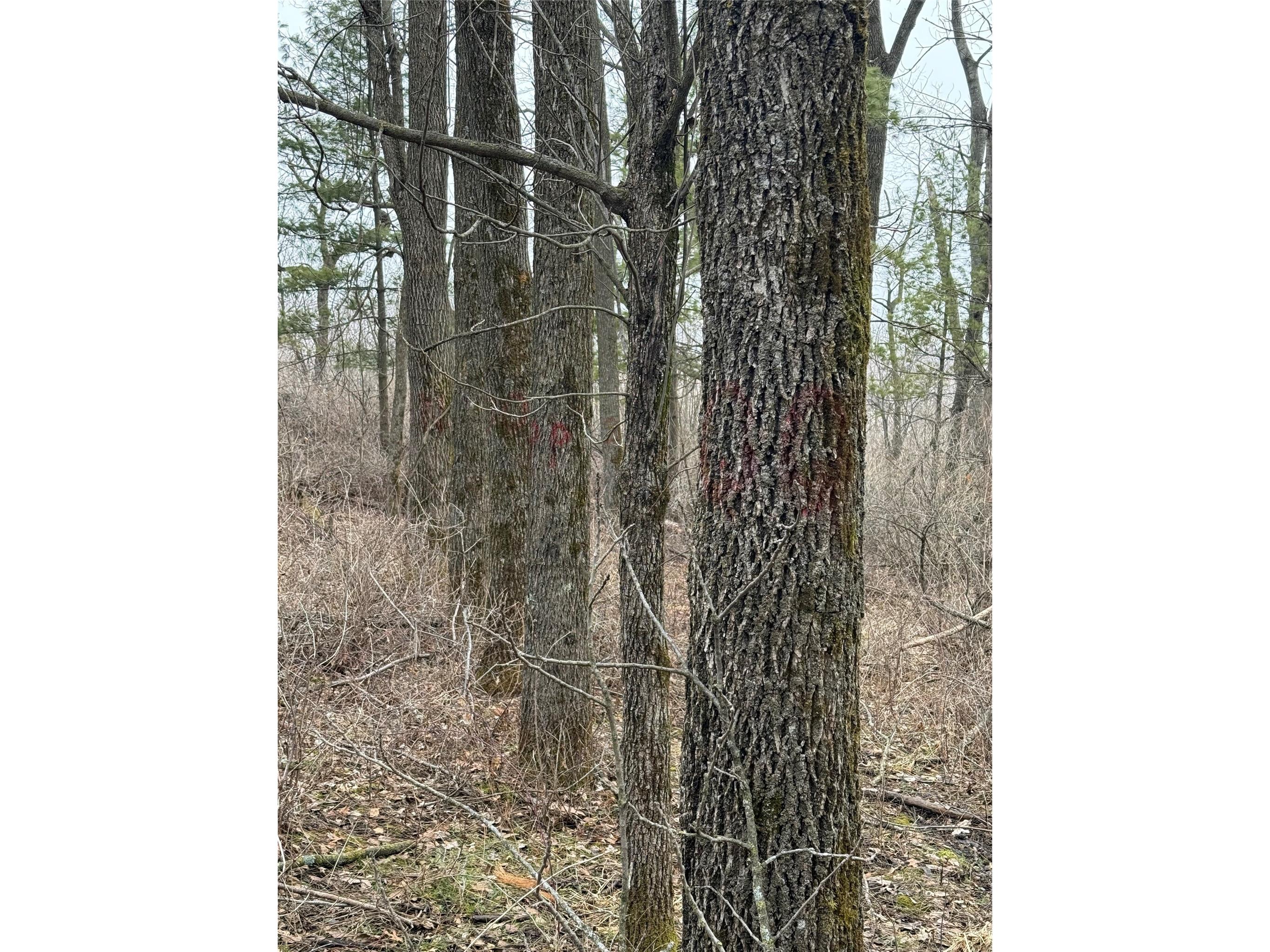 890 S Independence Road Independence WI 54747 1598918 image24