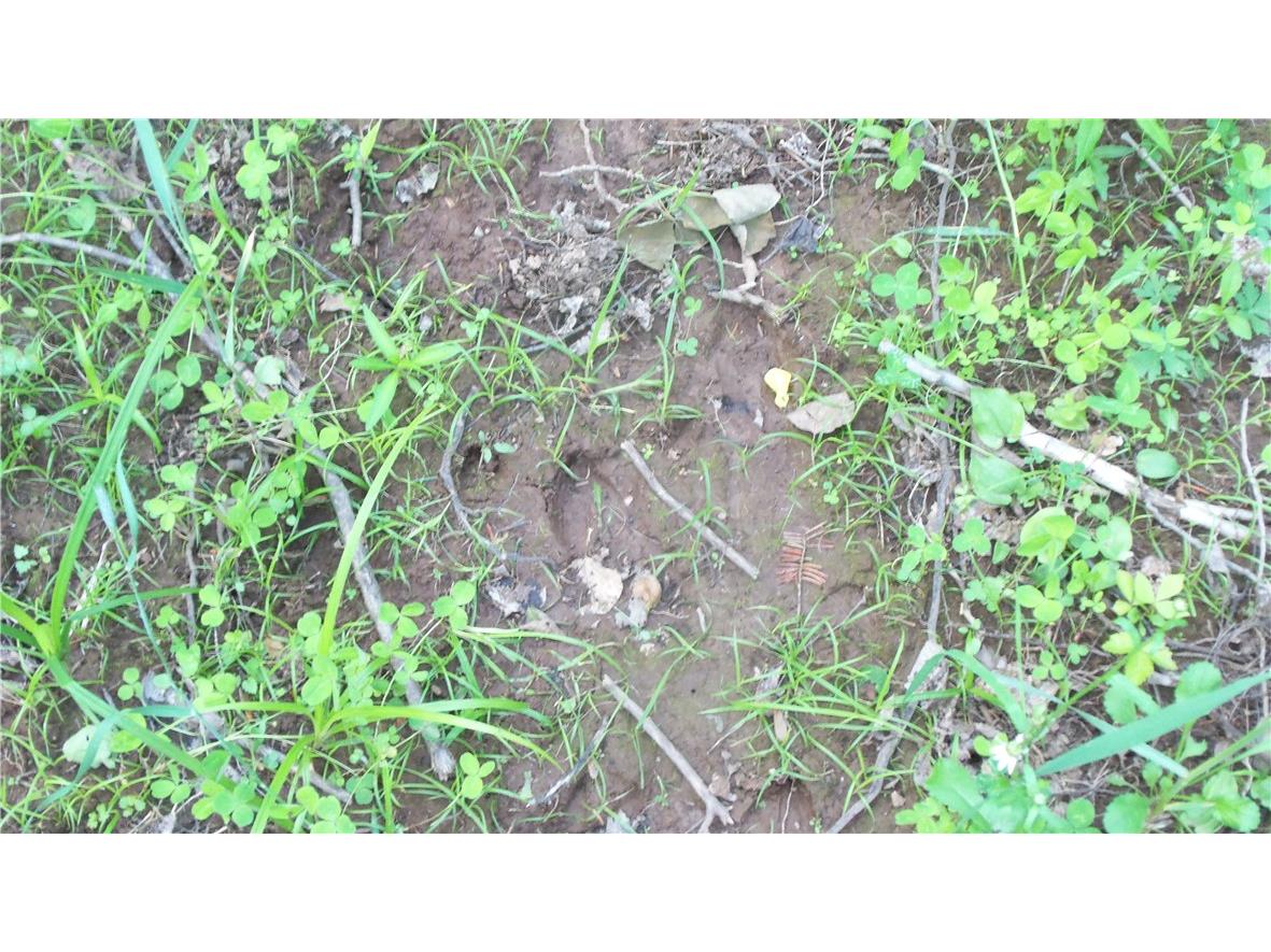 90 ACRES Kornstead Road Mellen WI 54546 1584791 image11