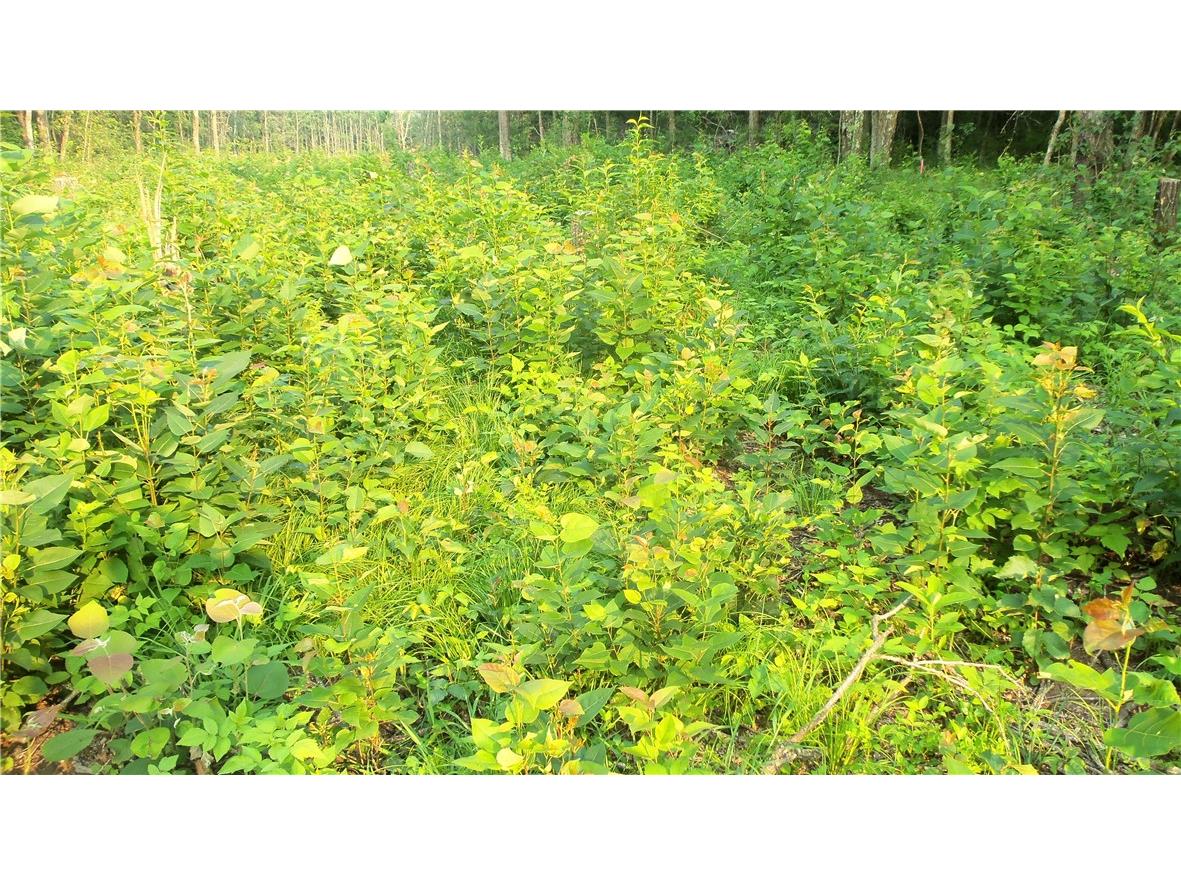 90 ACRES Kornstead Road Mellen WI 54546 1584791 image43