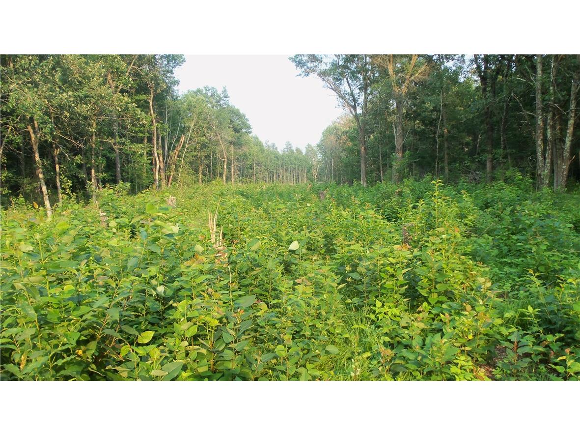 90 ACRES Kornstead Road Mellen WI 54546 1584791 image44