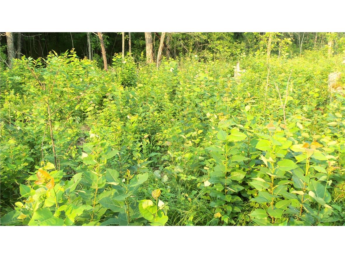 90 ACRES Kornstead Road Mellen WI 54546 1584791 image46