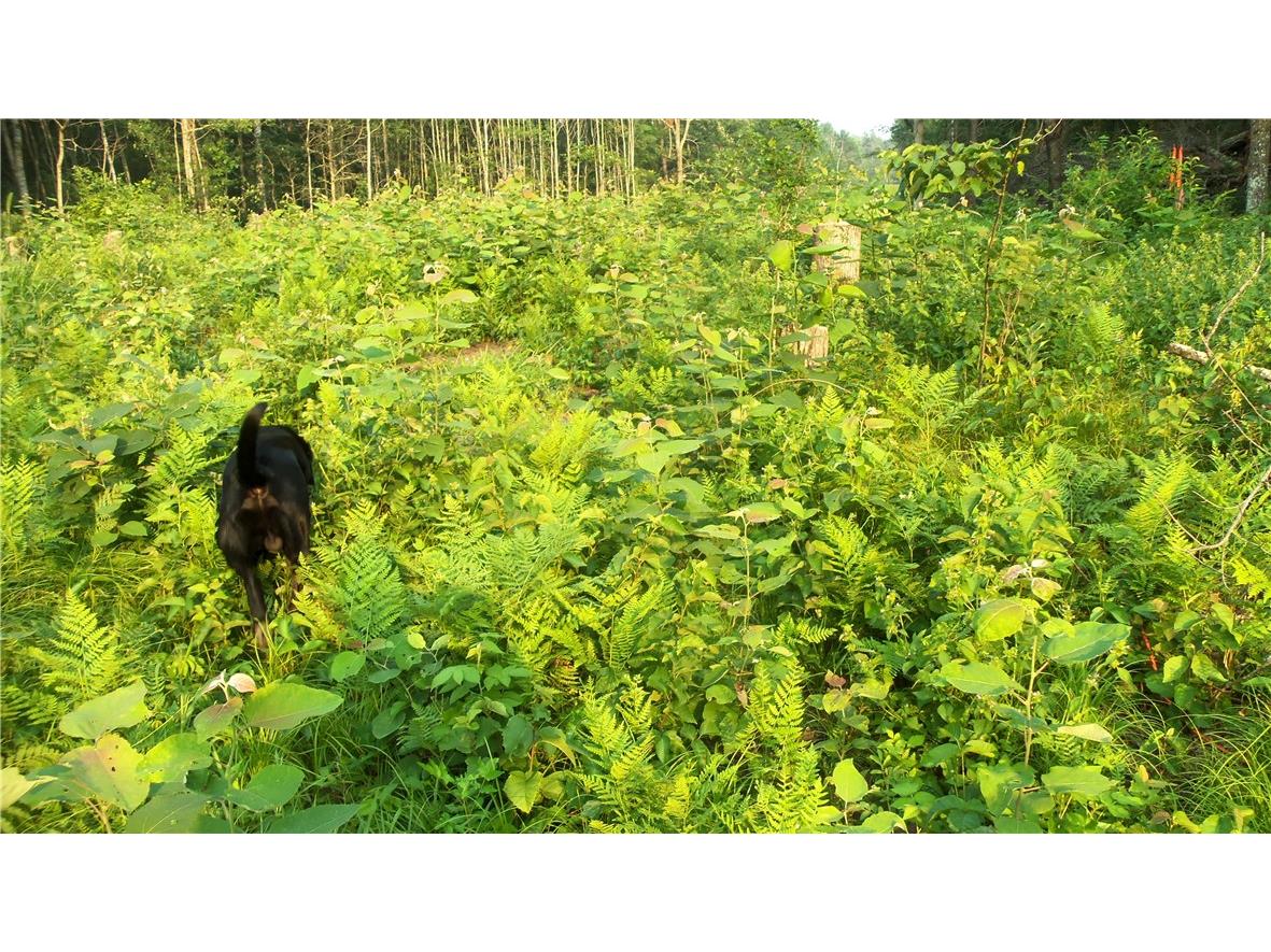 90 ACRES Kornstead Road Mellen WI 54546 1584791 image49