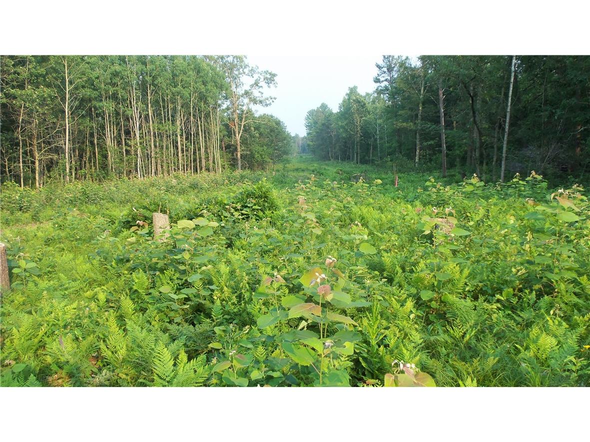 90 ACRES Kornstead Road Mellen WI 54546 1584791 image50