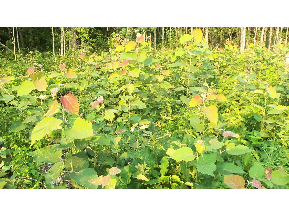 90 ACRES Kornstead Road Mellen WI 54546 1584791 image52