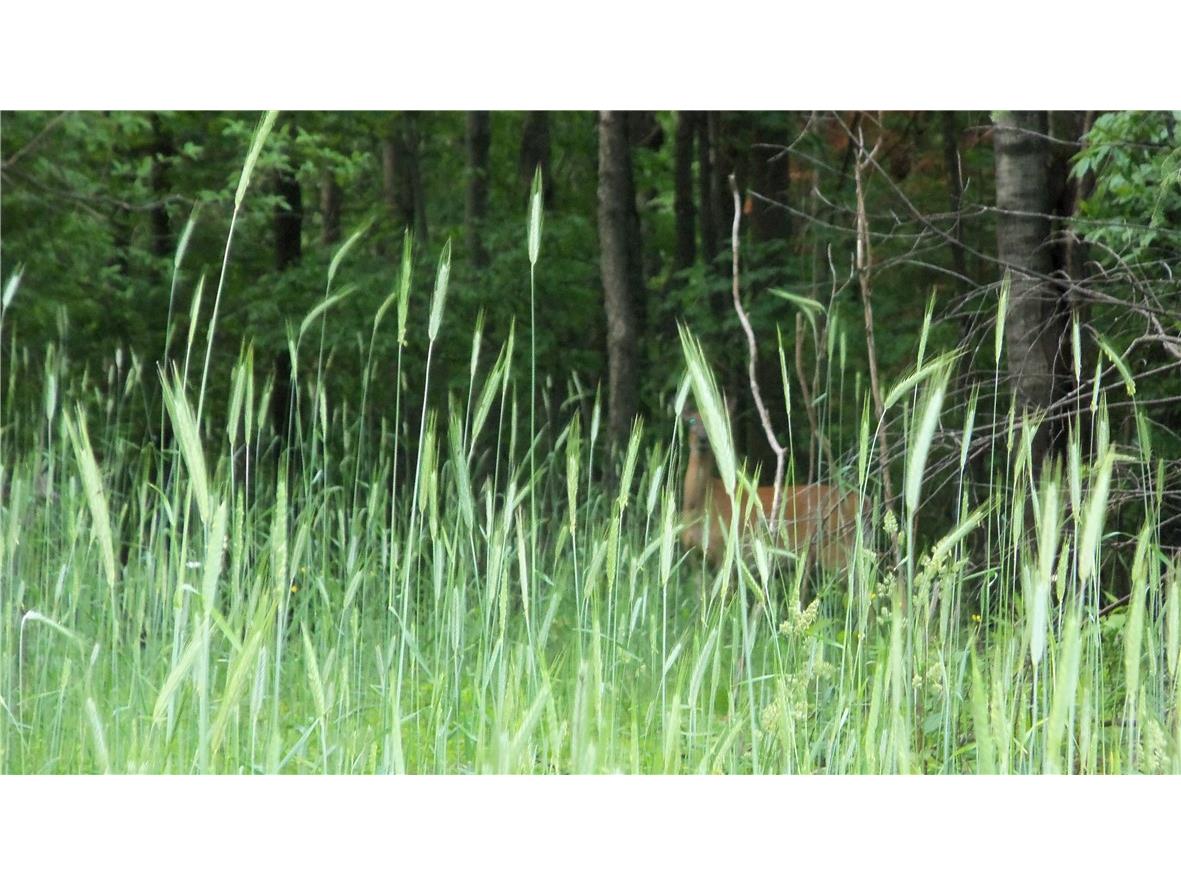 90 ACRES Kornstead Road Mellen WI 54546 1584791 image9