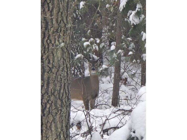 9019 W Wood Duck Lane Minong WI 54859 - Nancy 1597440 image16