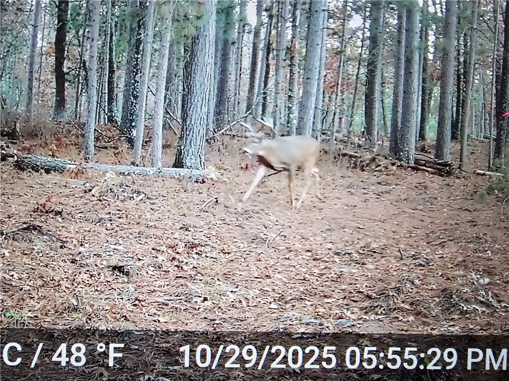 9019 W Wood Duck Lane Minong WI 54859 - Nancy 1597440 image18