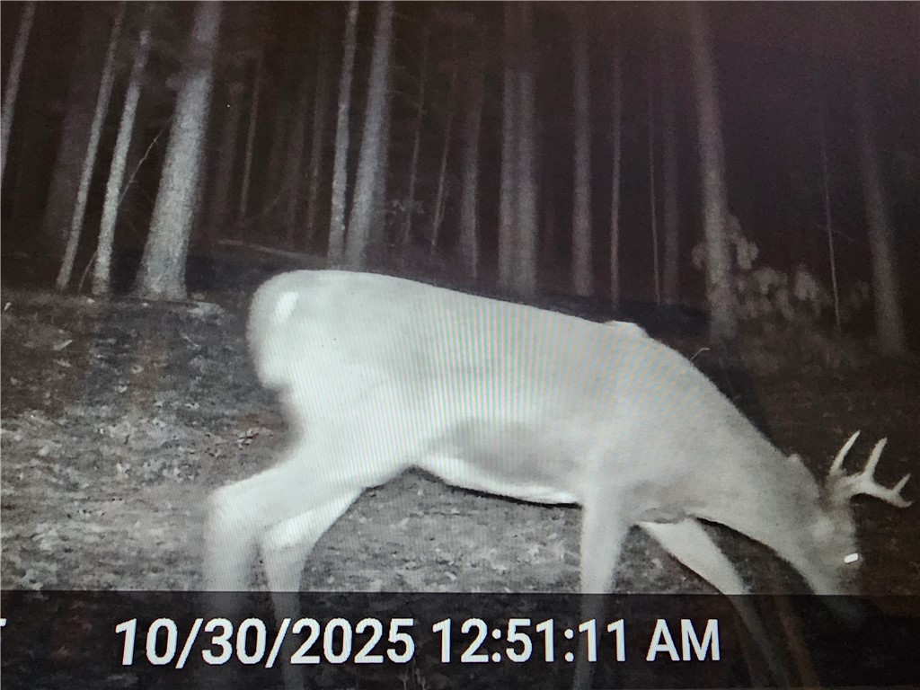 9019 W Wood Duck Lane Minong WI 54859 - Nancy 1597440 image19