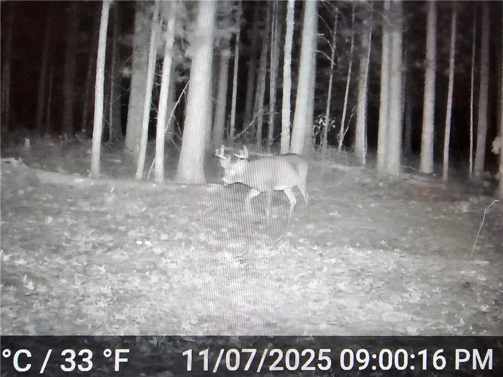 9019 W Wood Duck Lane Minong WI 54859 - Nancy 1597440 image22