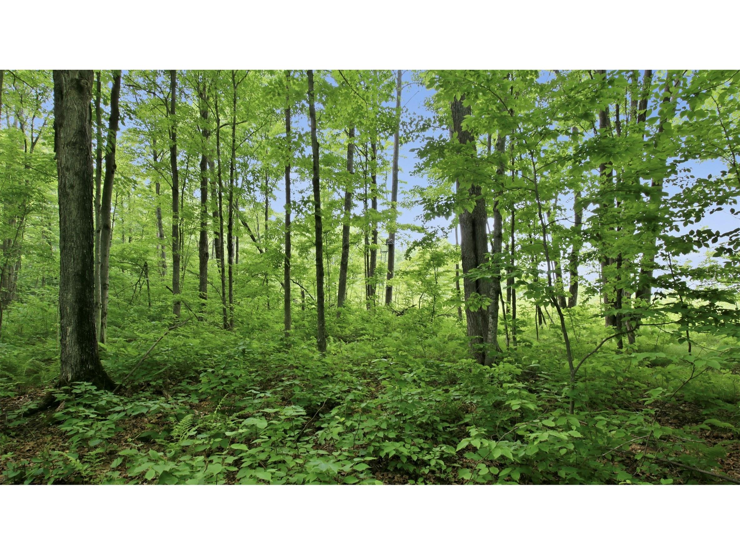 9105W Irvine Drive Ojibwa WI 54862 - Bear Foot 1602736 image48