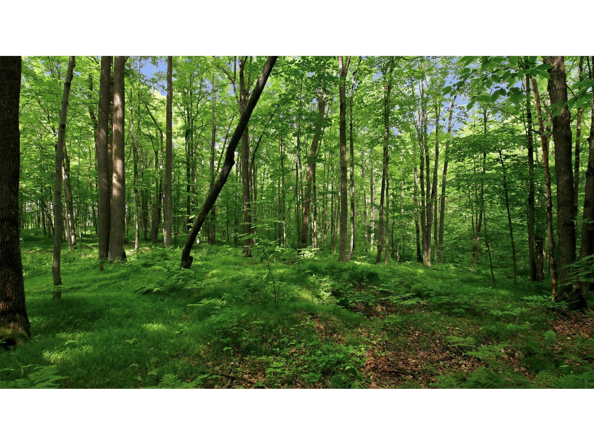 9105W Irvine Drive Ojibwa WI 54862 - Bear Foot 1602736 image49