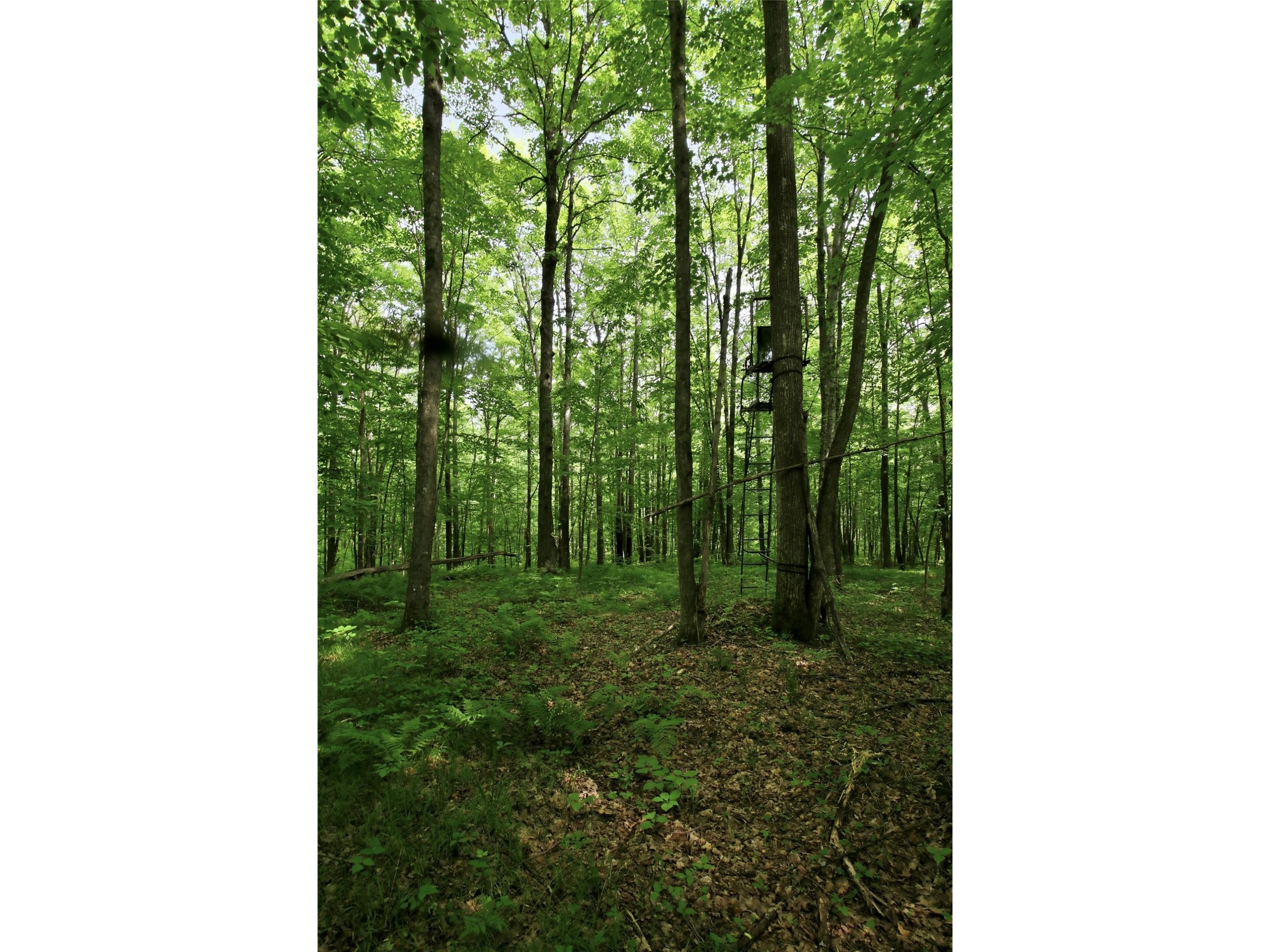 9105W Irvine Drive Ojibwa WI 54862 - Bear Foot 1602736 image52