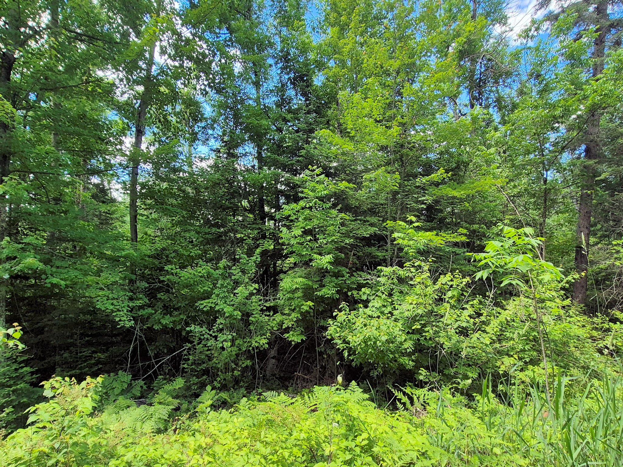 9341 N Nyberg Road Hayward WI 54843 - Spring 1602291 image31