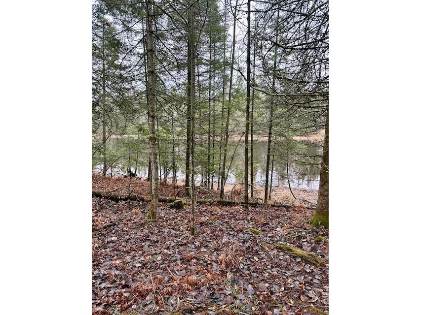 9428 N Beaver Creek Road Hayward WI 54843 - Chippewa Flowage 1581768 image1