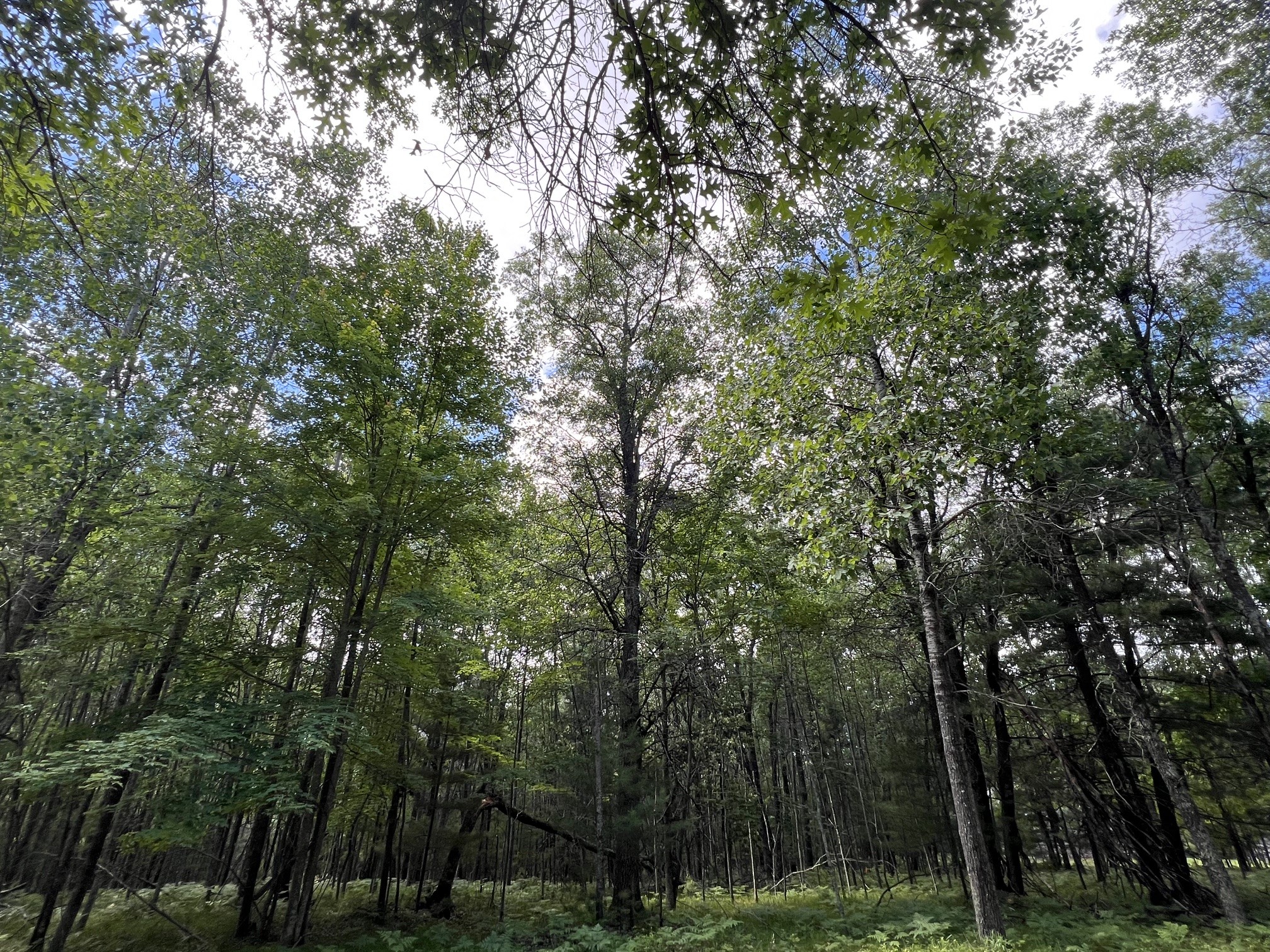 LOT 14 Loon Lake Road Danbury WI 54830 1602344 image6