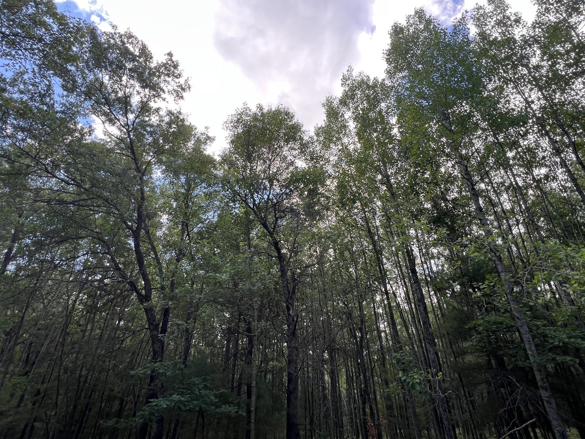 LOT 14 Loon Lake Road Danbury WI 54830 1602344 image7