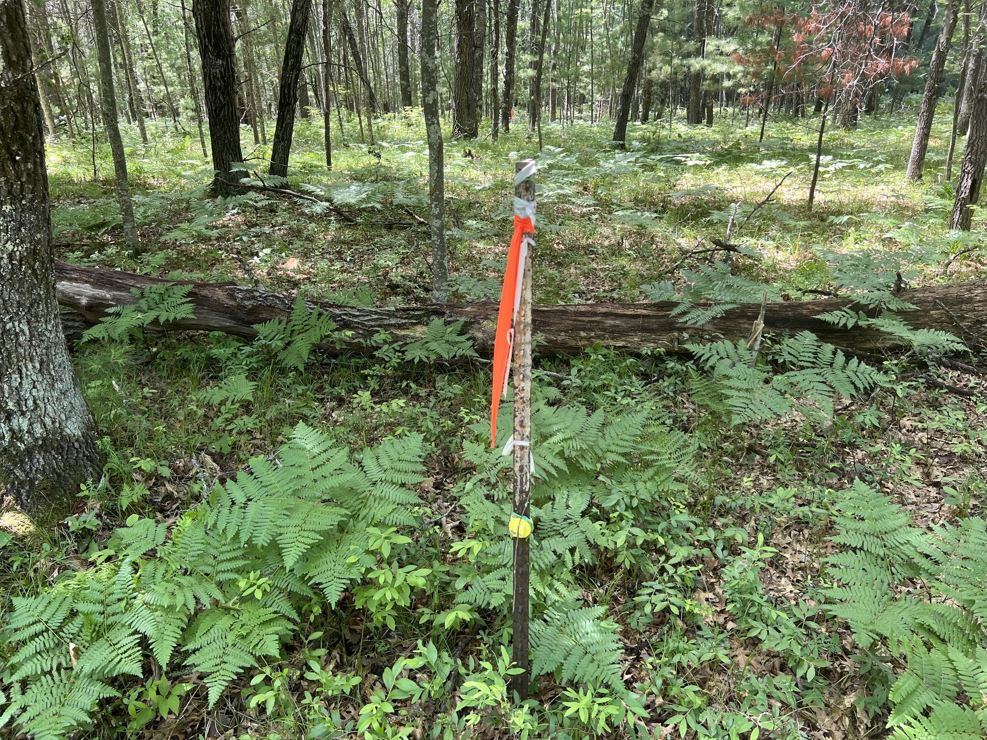 LOT 14 Loon Lake Road Danbury WI 54830 1602344 image8