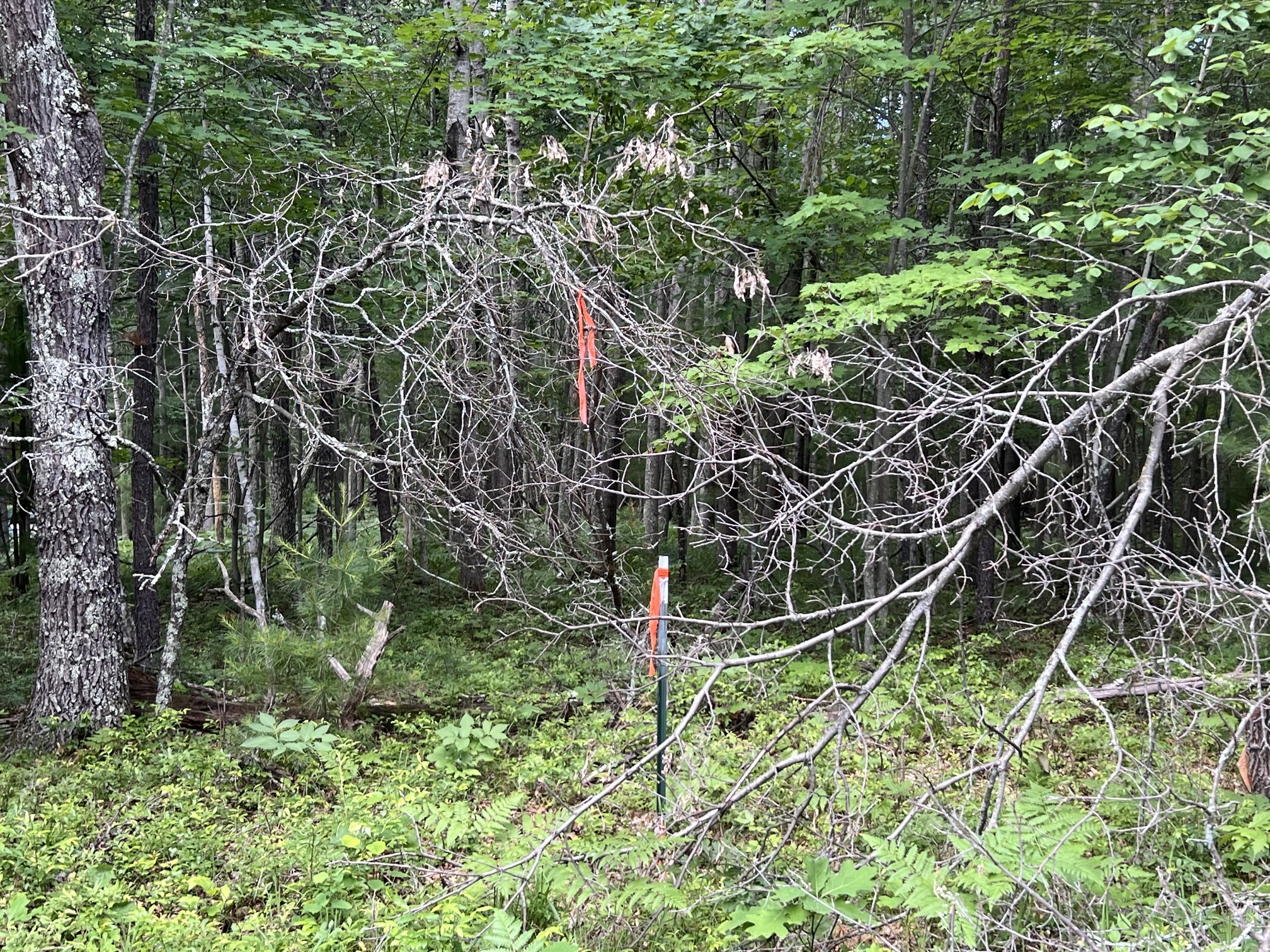 LOT 15 Loon Lake Road Danbury WI 54830 1602353 image16