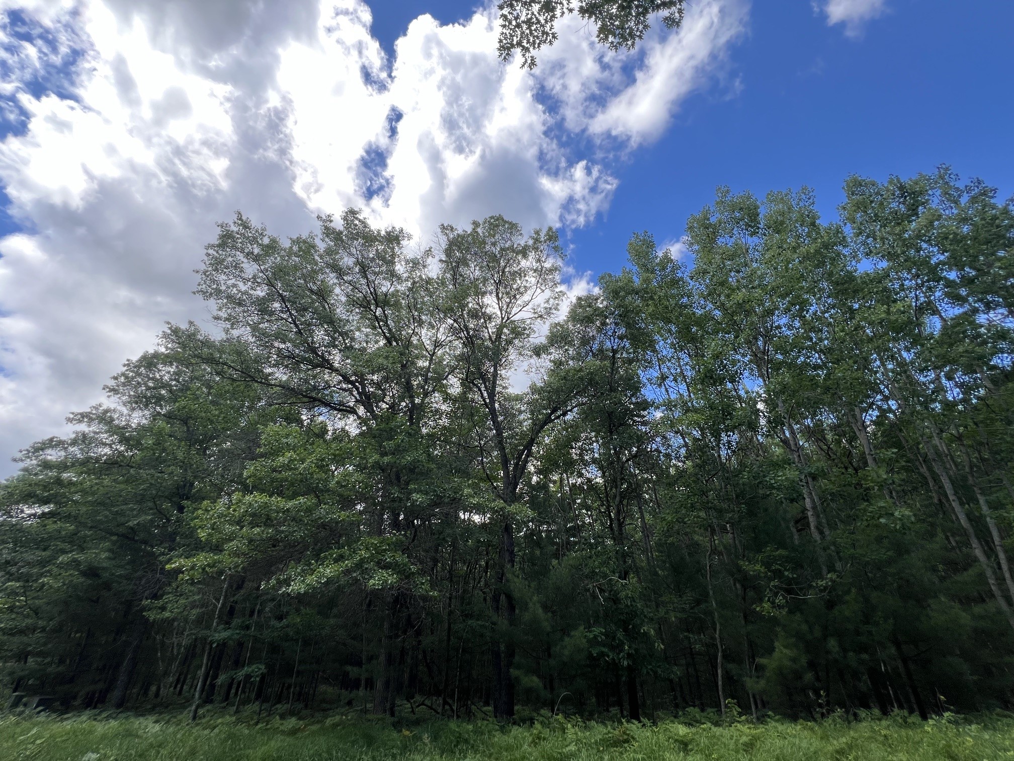 LOT 15 Loon Lake Road Danbury WI 54830 1602353 image7