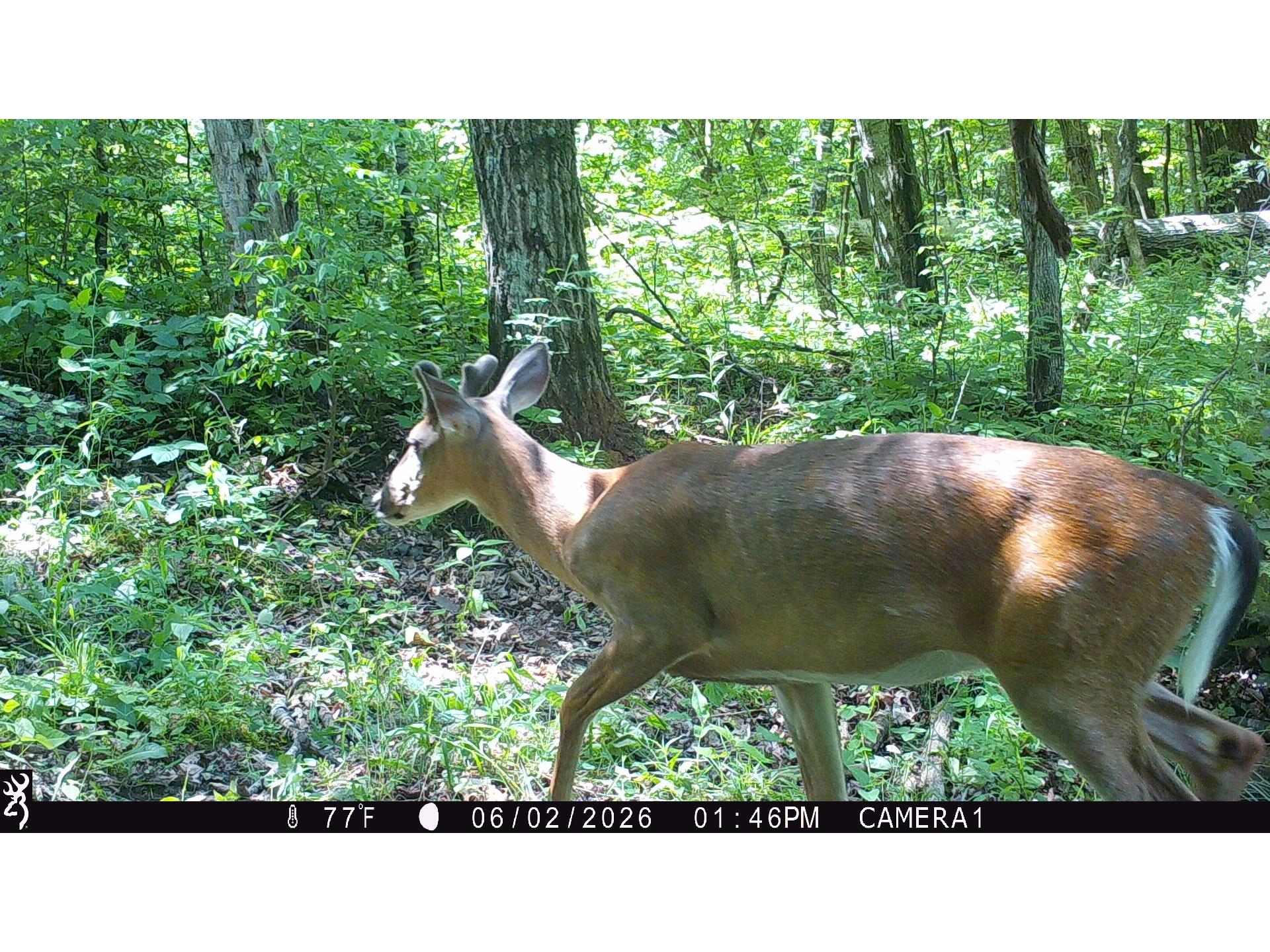 Lot 1 160th Ave Maiden Rock WI 54750 1601970 image15