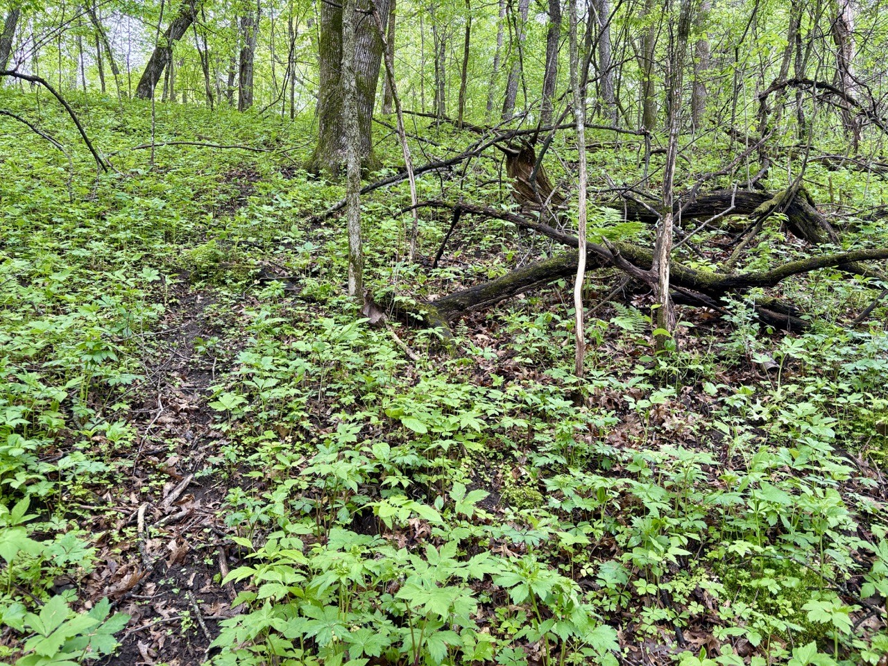 Lot 1 160th Ave Maiden Rock WI 54750 1601970 image39