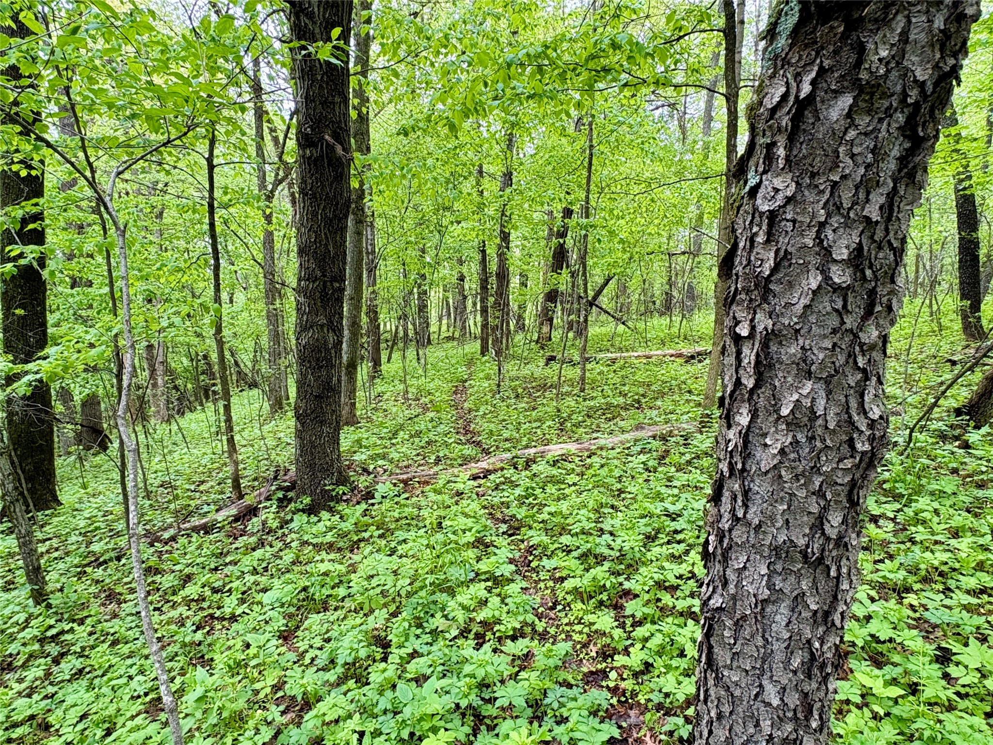 Lot 1 160th Ave Maiden Rock WI 54750 1601970 image40