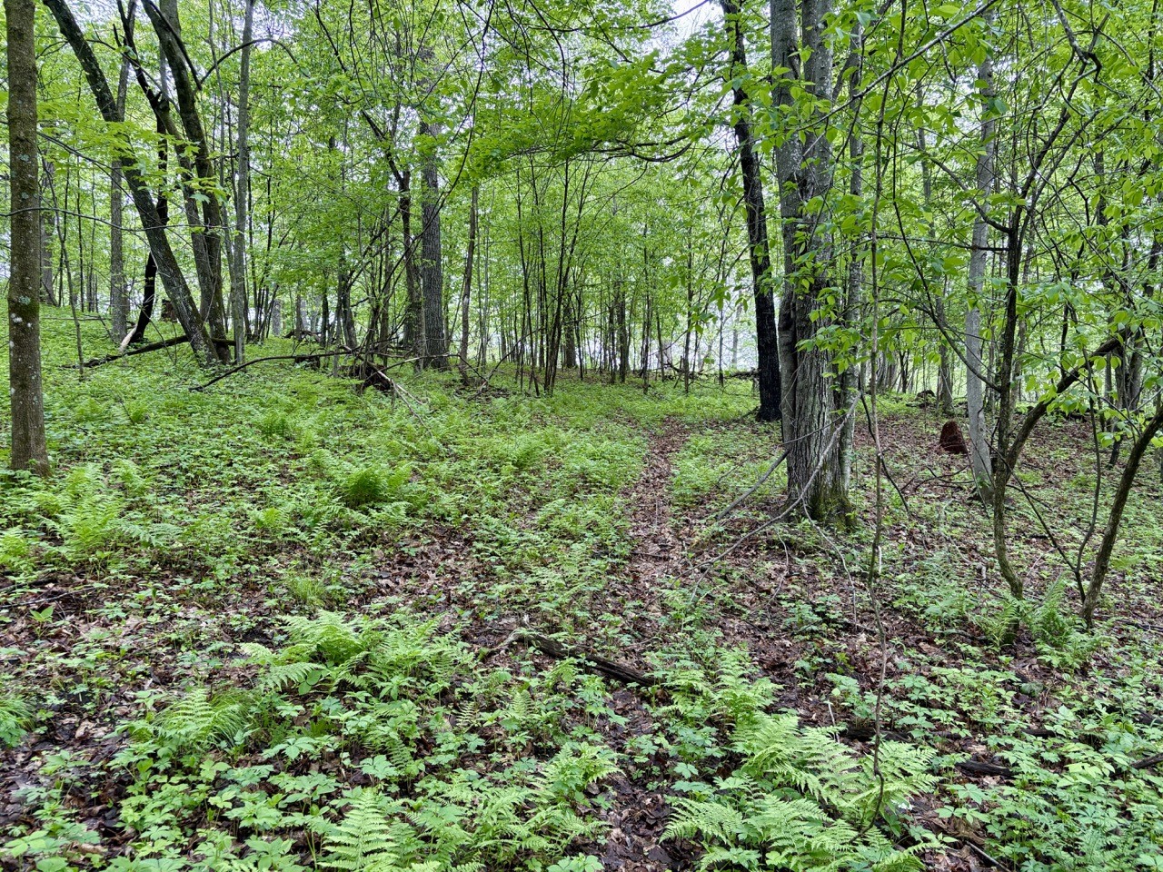 Lot 1 160th Ave Maiden Rock WI 54750 1601970 image41