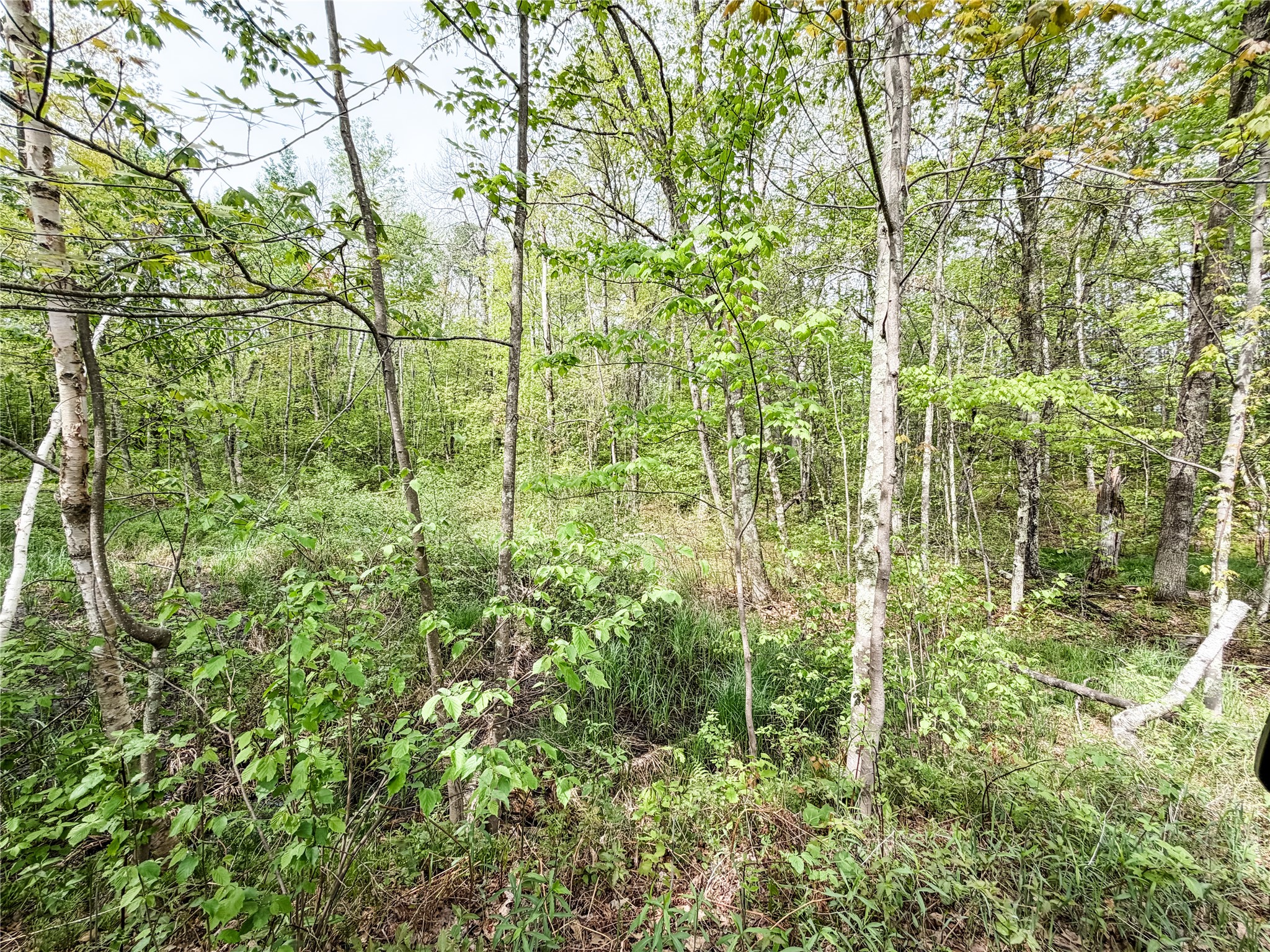 Lot 1 Peterson Road Wascott WI 54859 1601135 image2