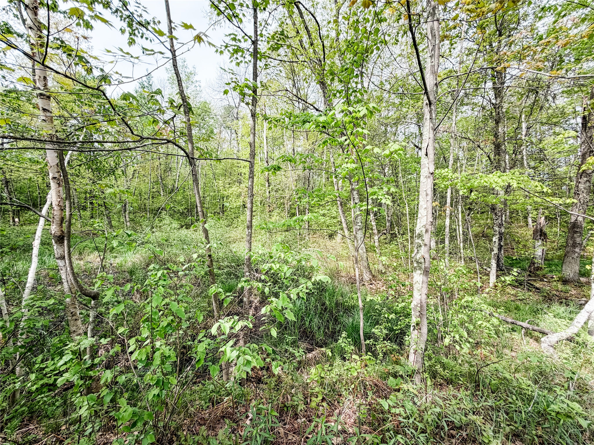 Lot 1 Peterson Road Wascott WI 54859 1601135 image3