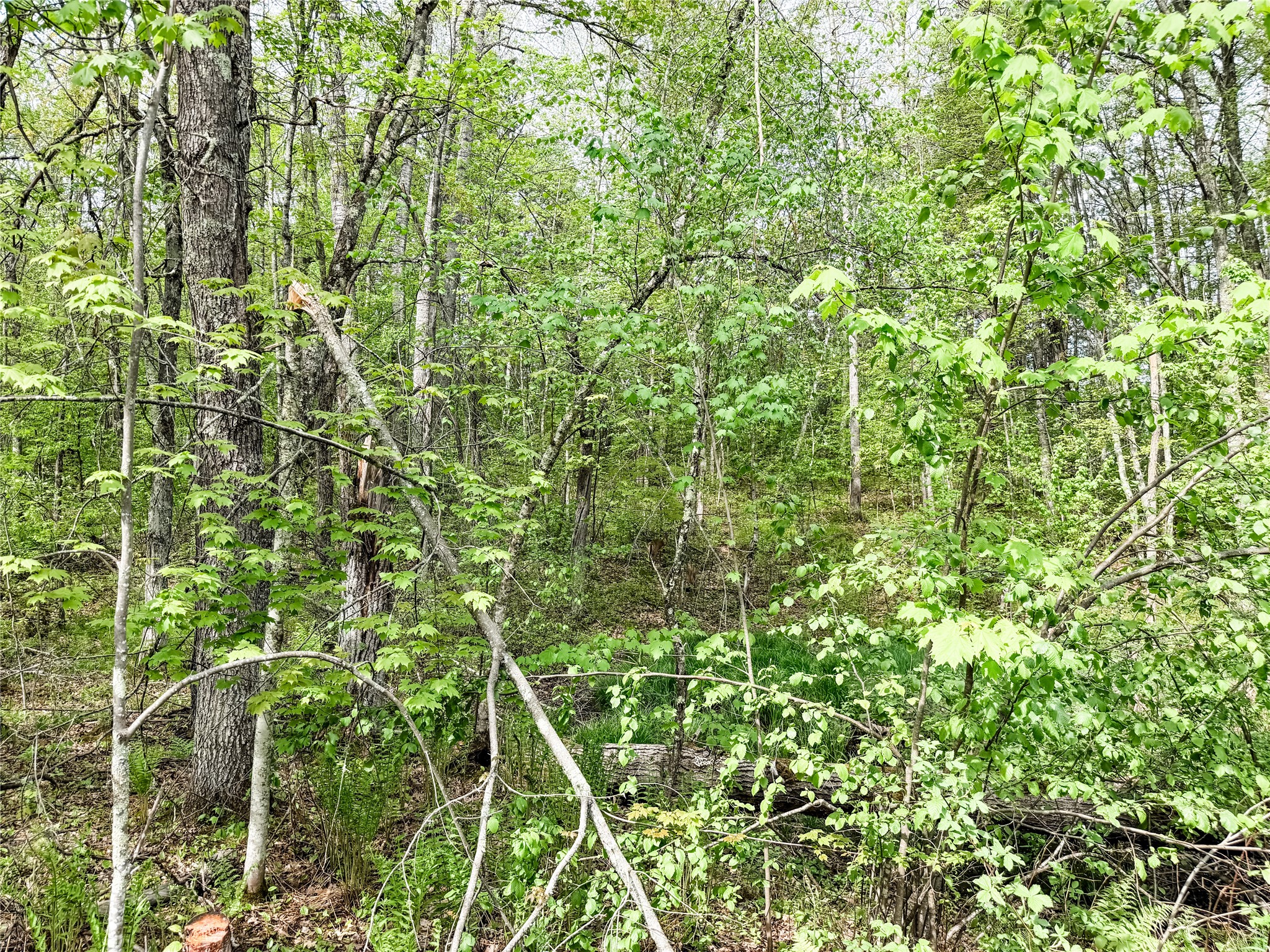 Lot 1 Peterson Road Wascott WI 54859 1601135 image6