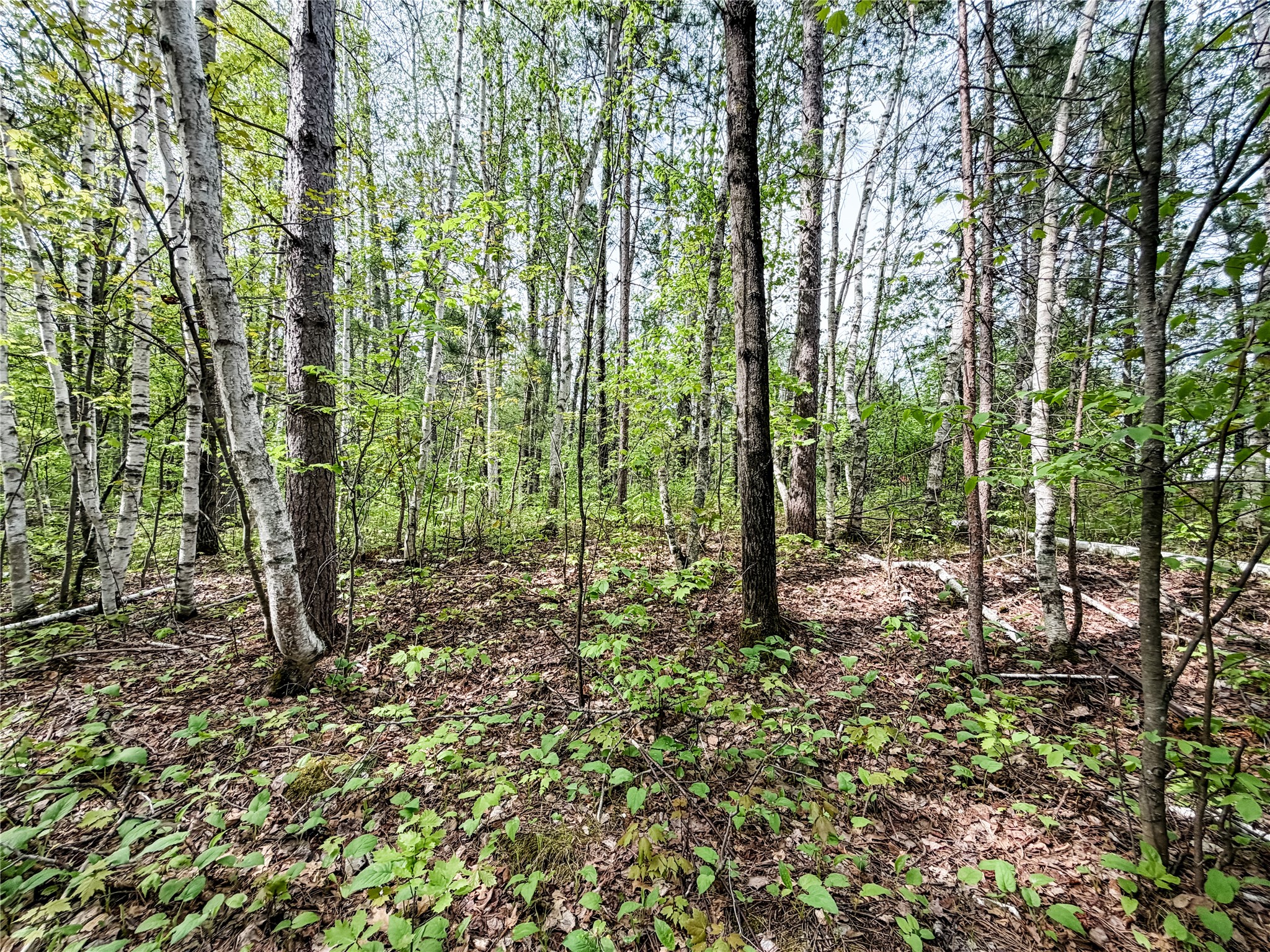Lot 1 Peterson Road Wascott WI 54859 1601135 image9