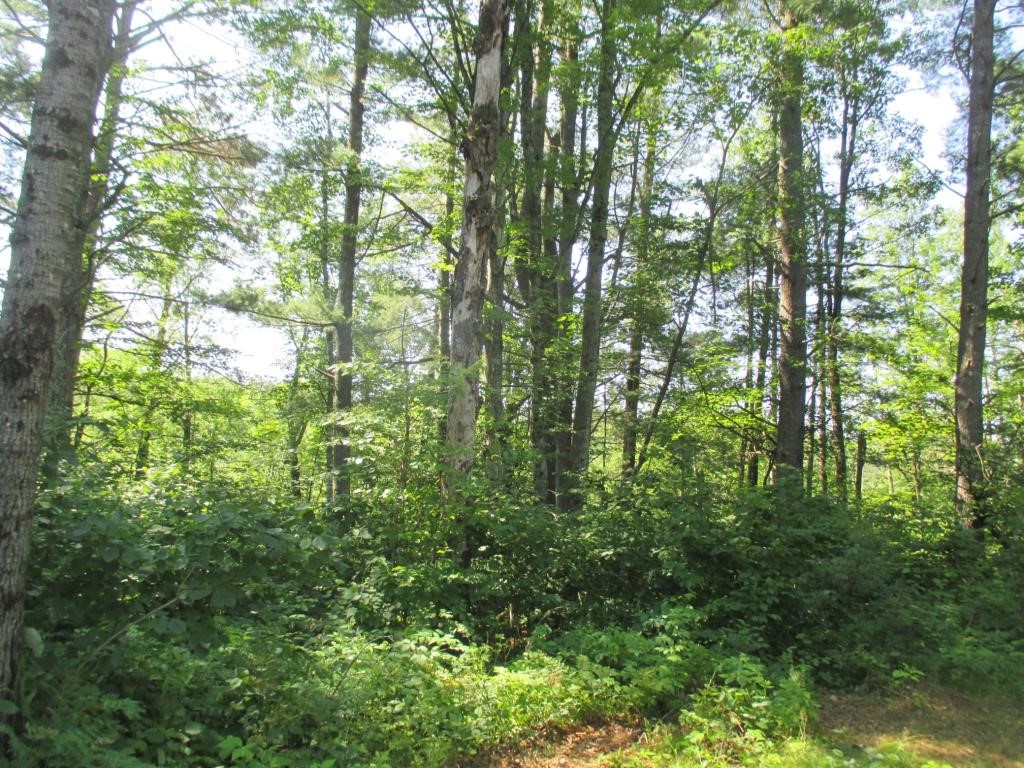 Lot 1 State Road 27/70 Couderay WI 54828 - Couderay 1591316 image5