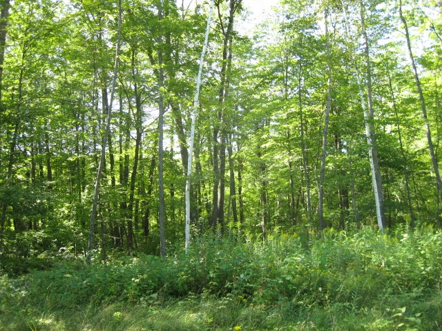 Lot 1 Timber Wolf Drive Springbrook WI 54875 - Devils 1596740 image6