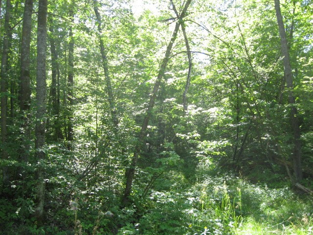 Lot 1 Timber Wolf Drive Springbrook WI 54875 - Devils 1596740 image7