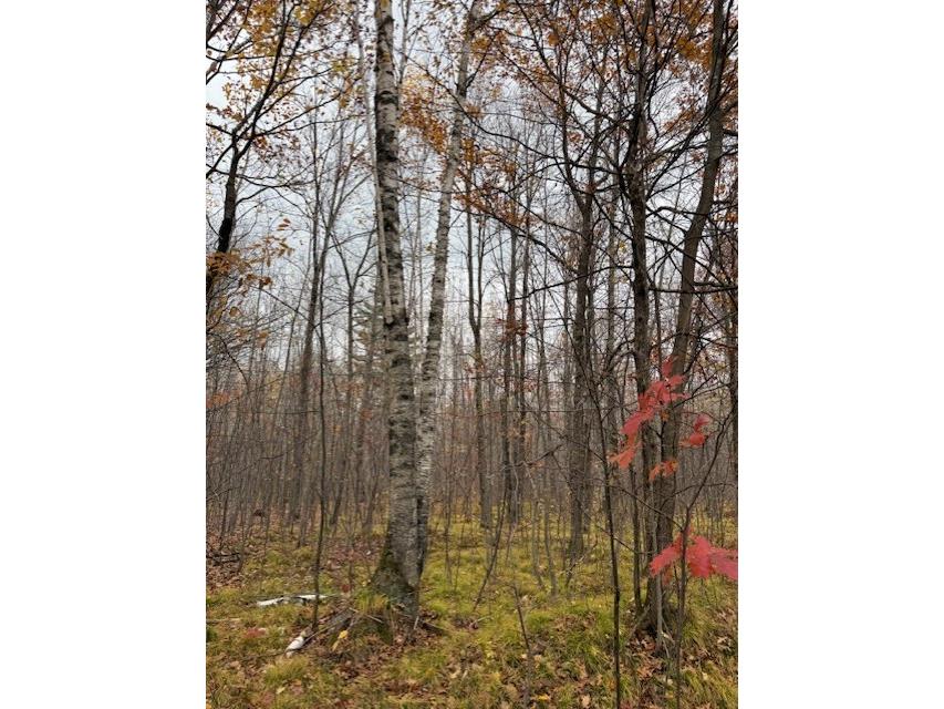 Lot 10 N Silver Birch Drive Cable WI 54821 1596556 image1