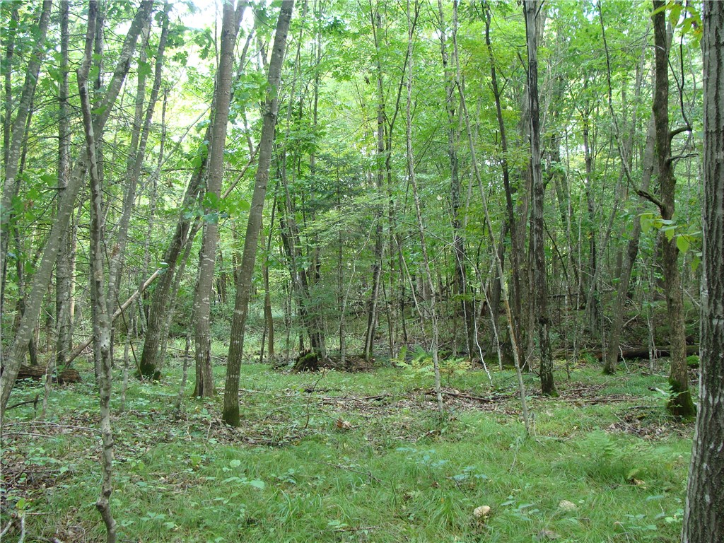 Lot 18 Pondell Lane W Bruce WI 54819 - Bog Lake 1595153 image11
