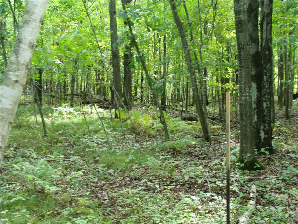 Lot 18 Pondell Lane W Bruce WI 54819 - Bog Lake 1595153 image9
