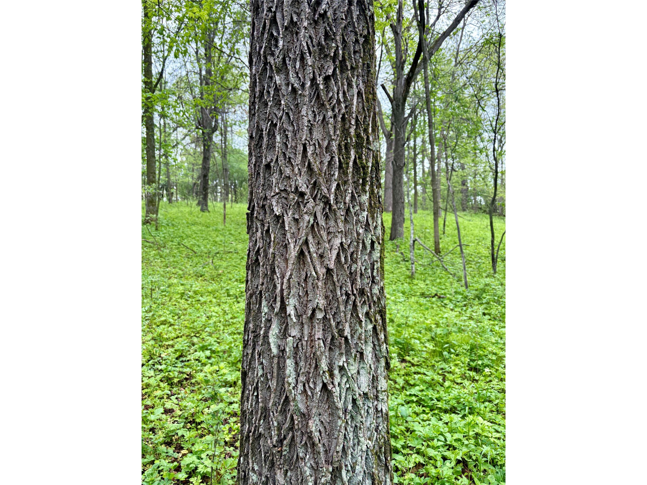 Lot 2 160th Ave Maiden Rock WI 54750 1602122 image12