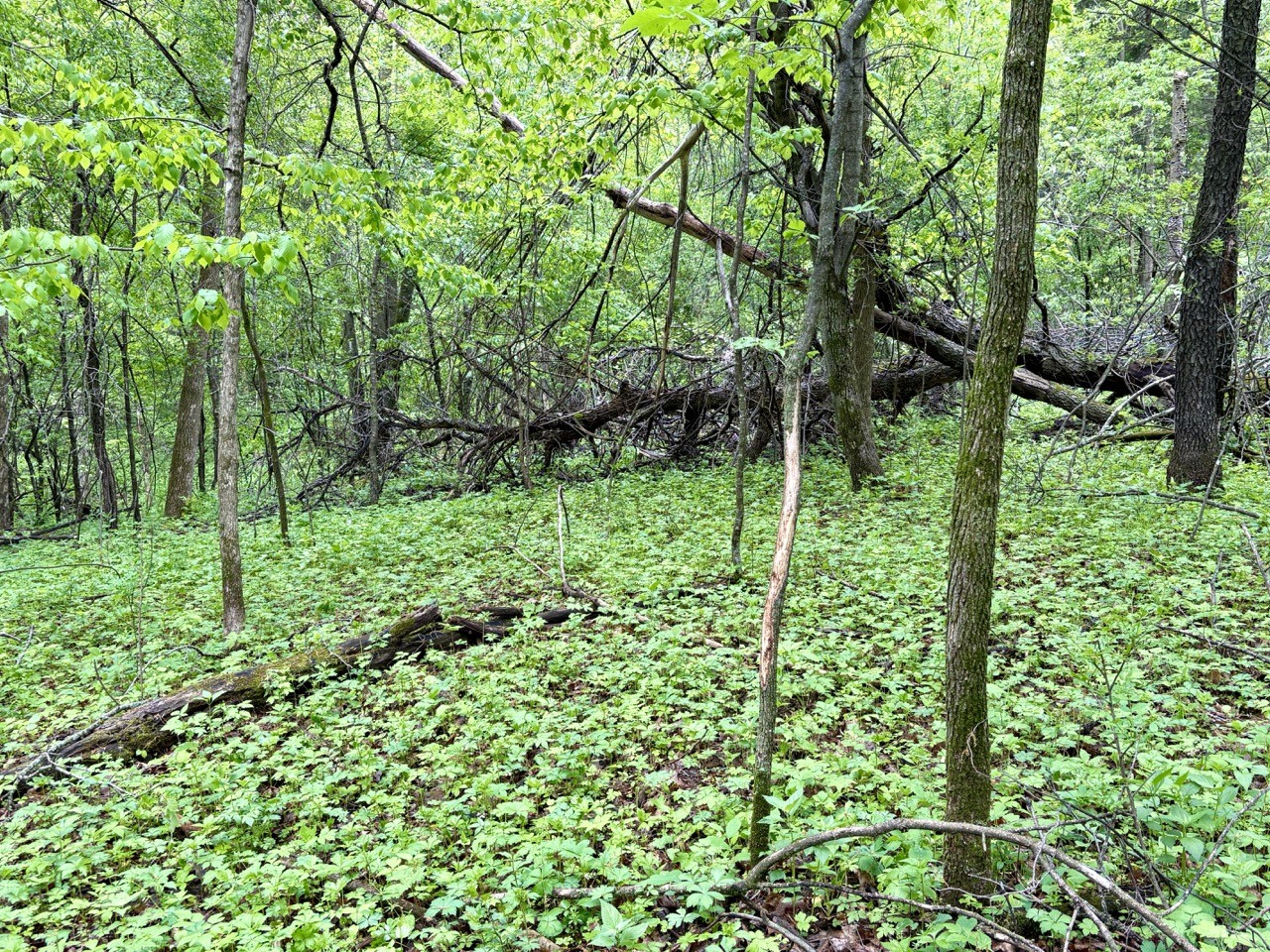 Lot 2 160th Ave Maiden Rock WI 54750 1602122 image13