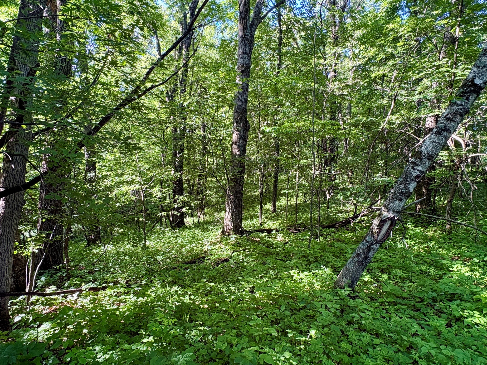 Lot 2 160th Ave Maiden Rock WI 54750 1602122 image14