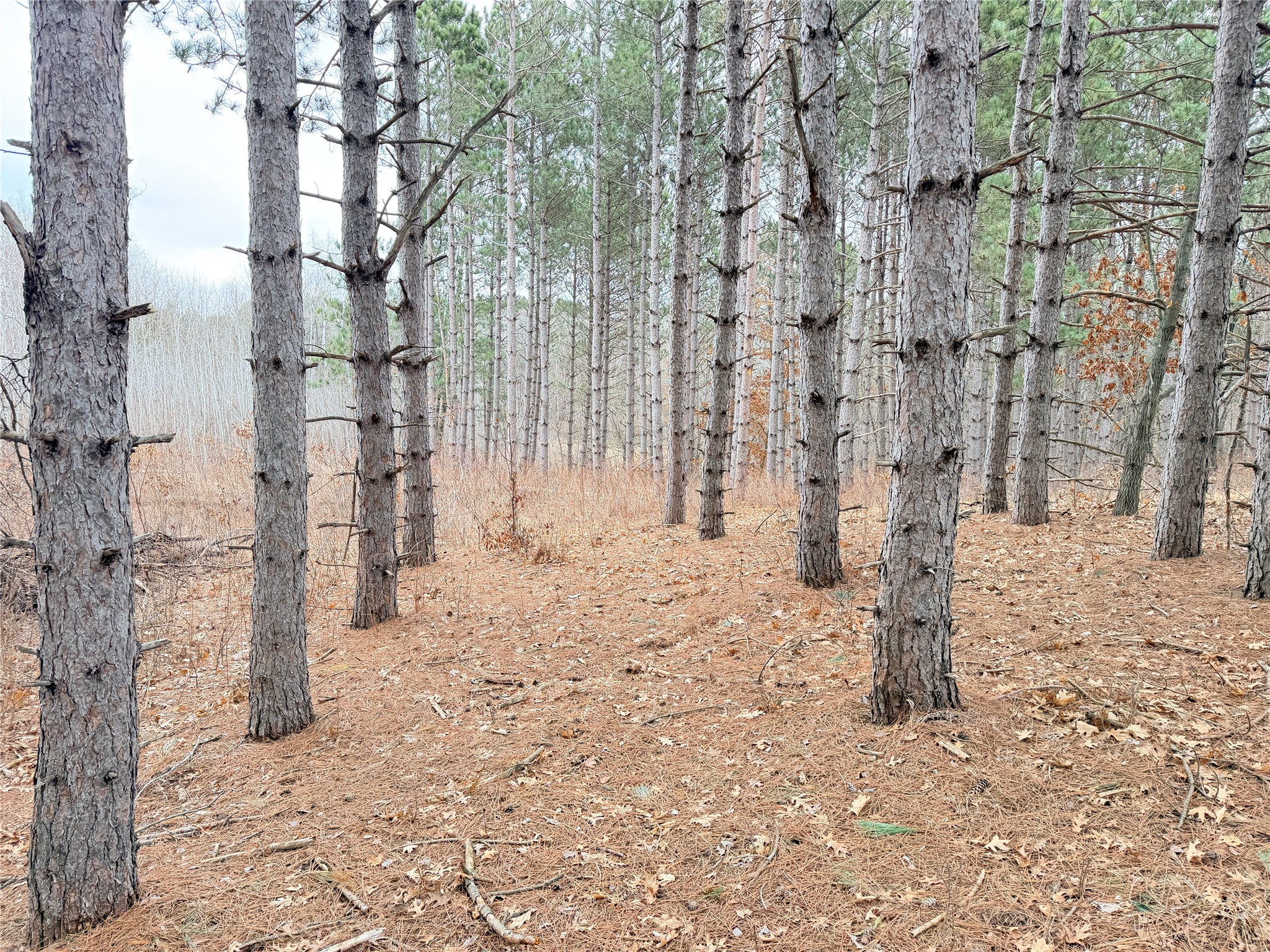 Lot 2 Big Lake Drive Osceola WI 54020 1599615 image5