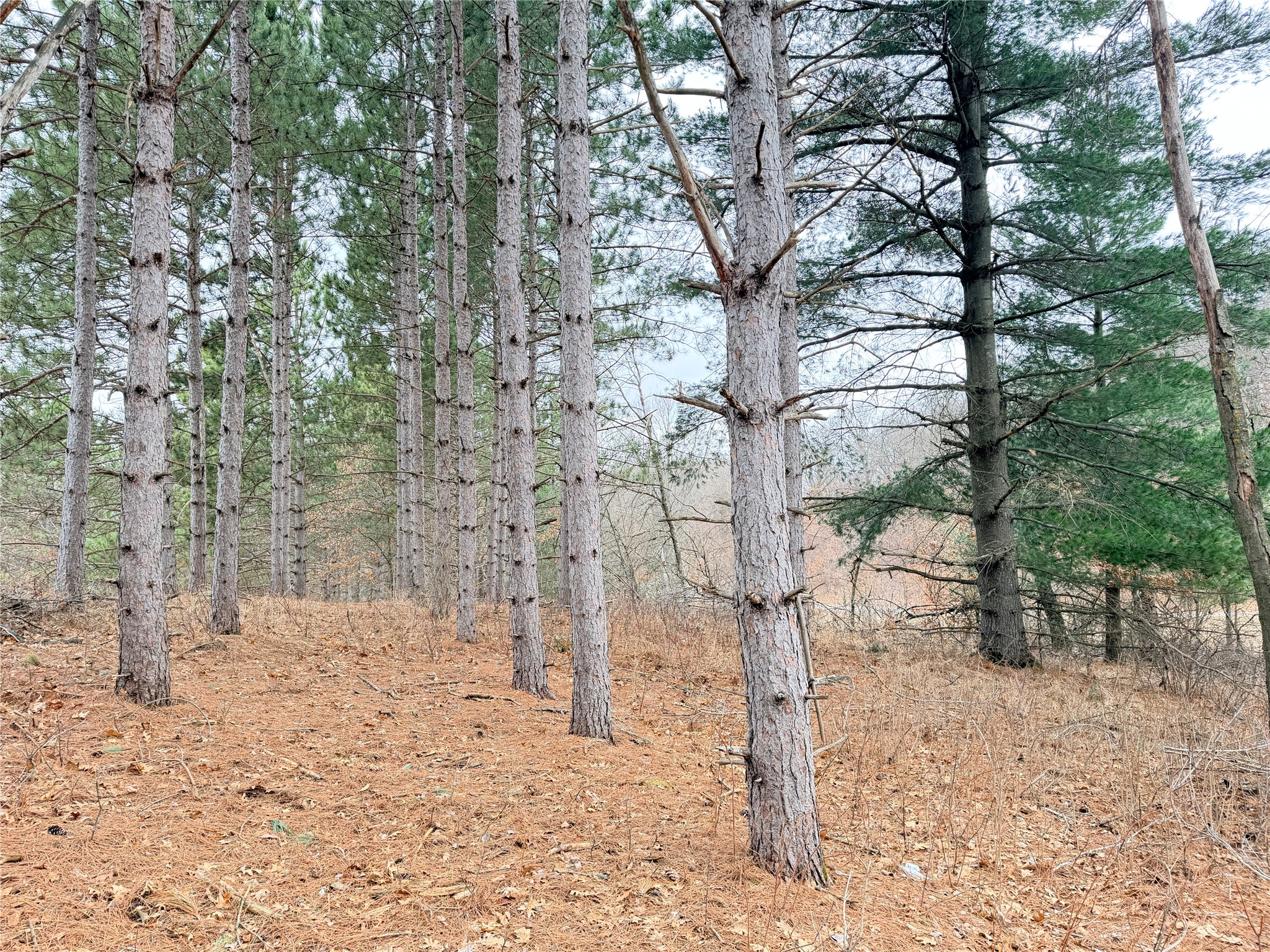 Lot 2 Big Lake Drive Osceola WI 54020 1599615 image7