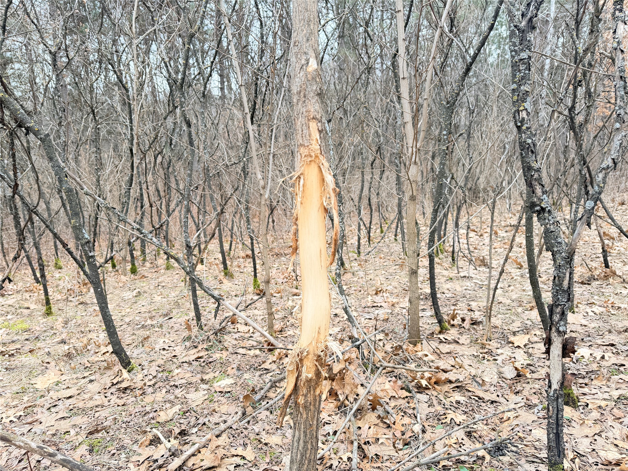 Lot 2 Big Lake Drive Osceola WI 54020 1599615 image9