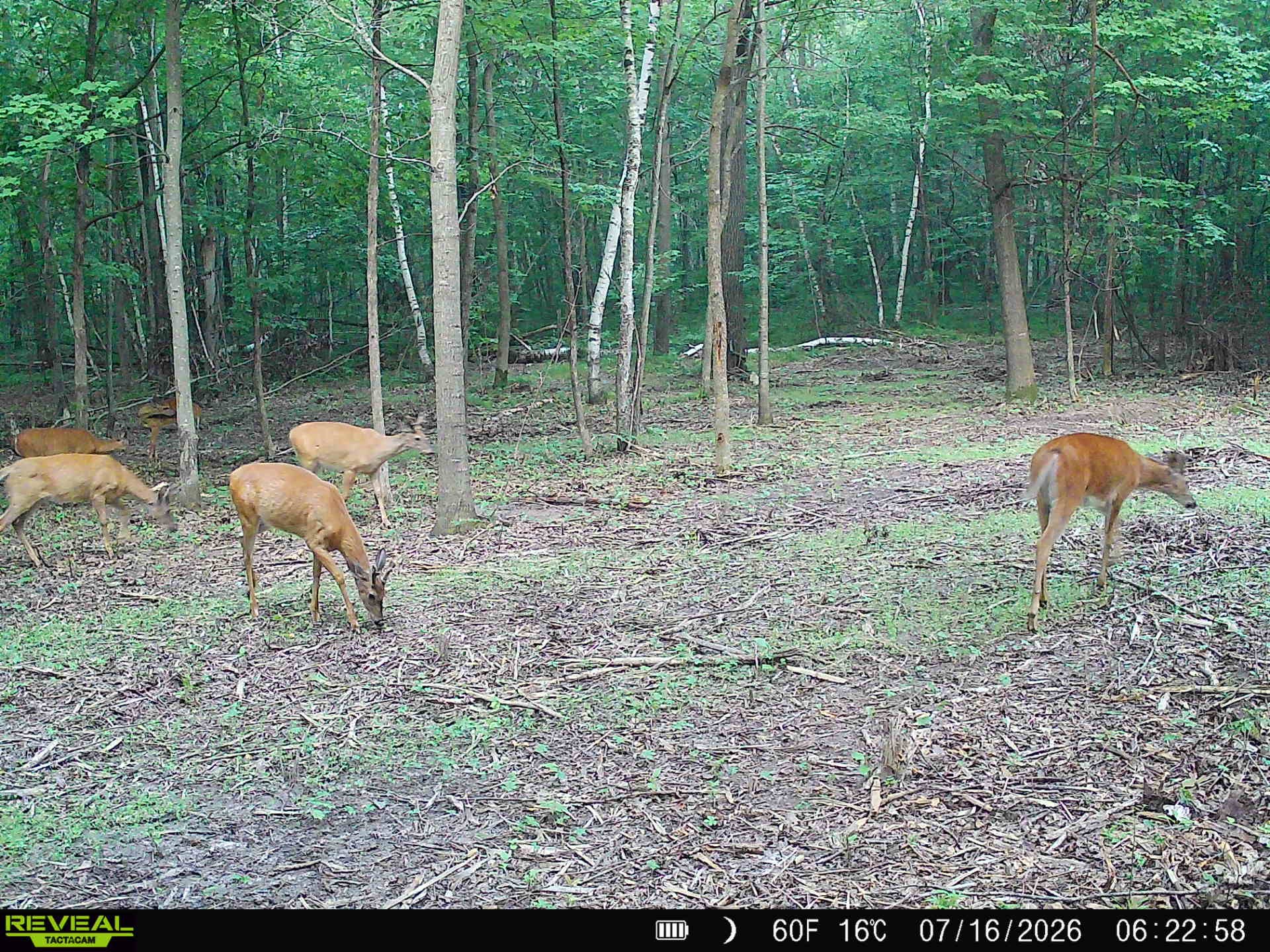 Lot 2 CSM 7522 4th Street Clayton WI 54004 1603318 image23