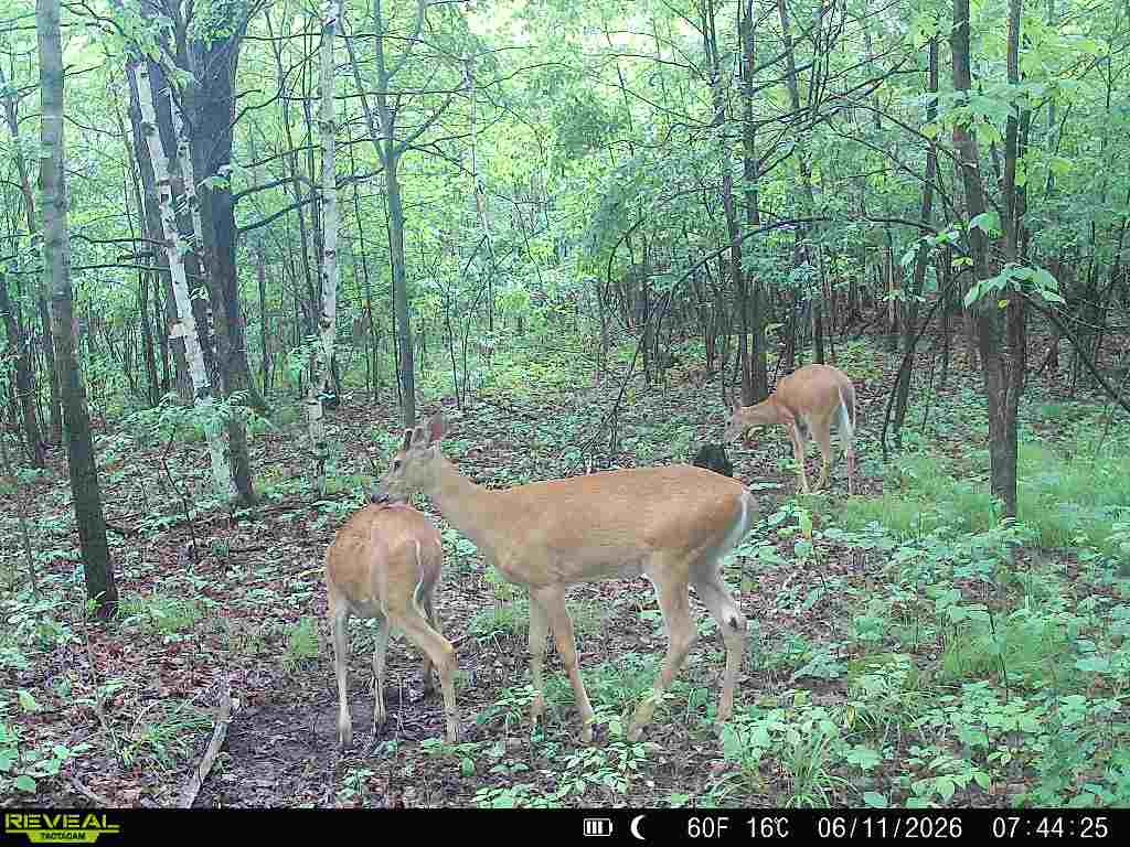 Lot 2 CSM 7522 4th Street Clayton WI 54004 1603318 image5