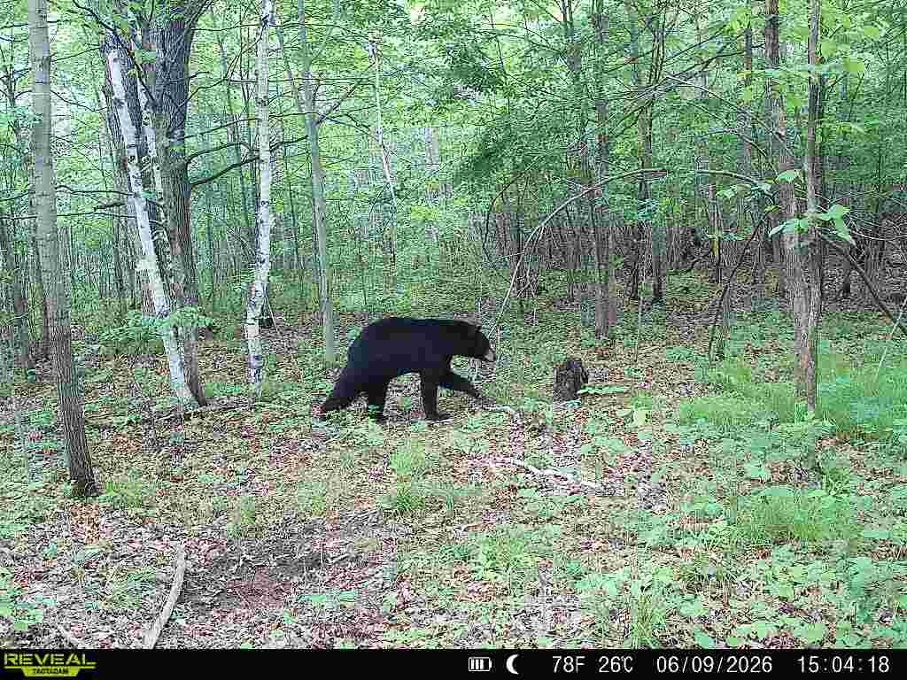 Lot 2 CSM 7522 4th Street Clayton WI 54004 1603318 image8