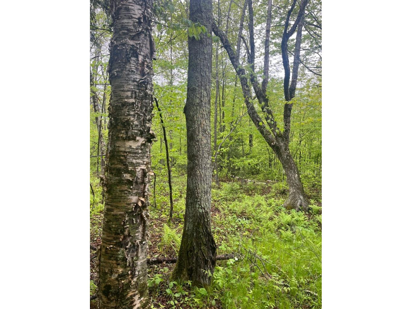 Lot 2 Delap Lane Couderay WI 54828 1601498 image10