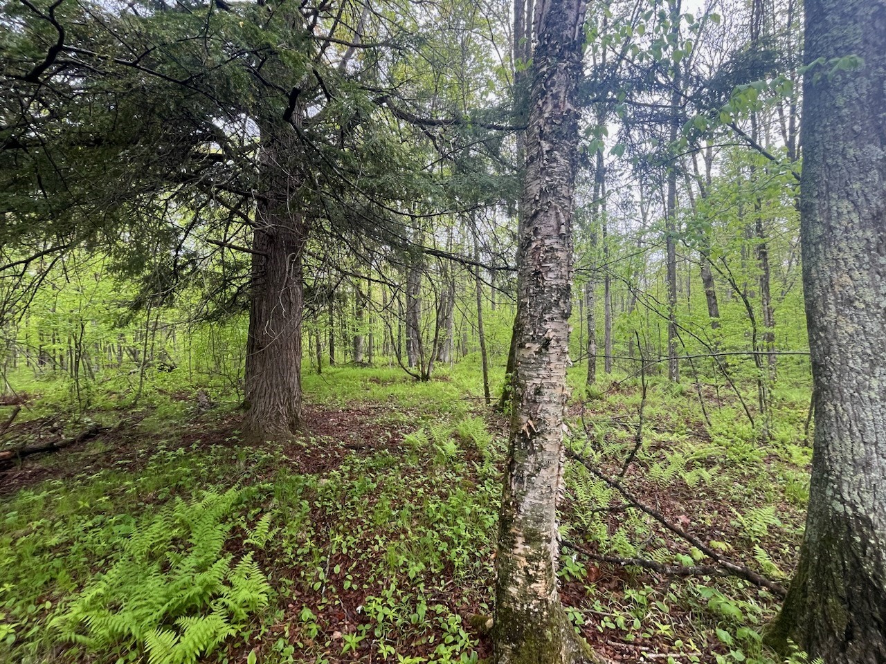 Lot 2 Delap Lane Couderay WI 54828 1601498 image4