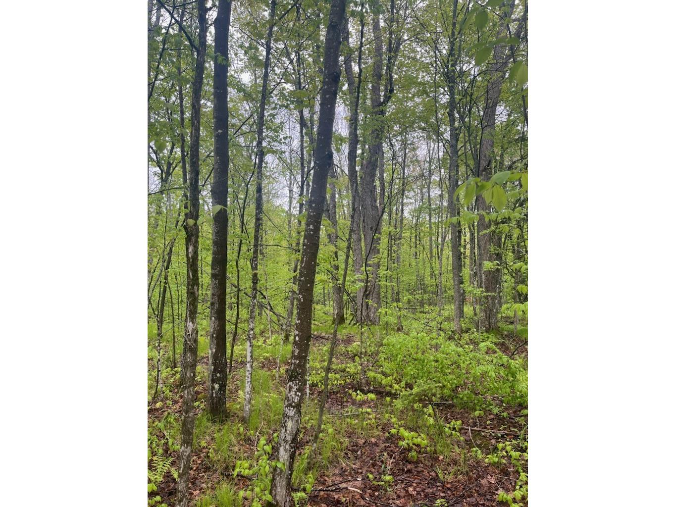 Lot 2 Delap Lane Couderay WI 54828 1601498 image9